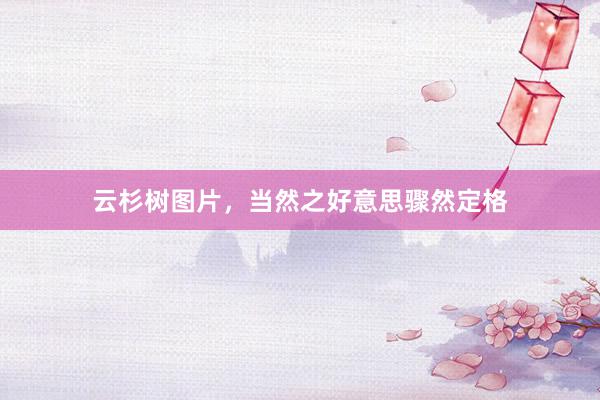 云杉树图片,当然之好意思骤然定格